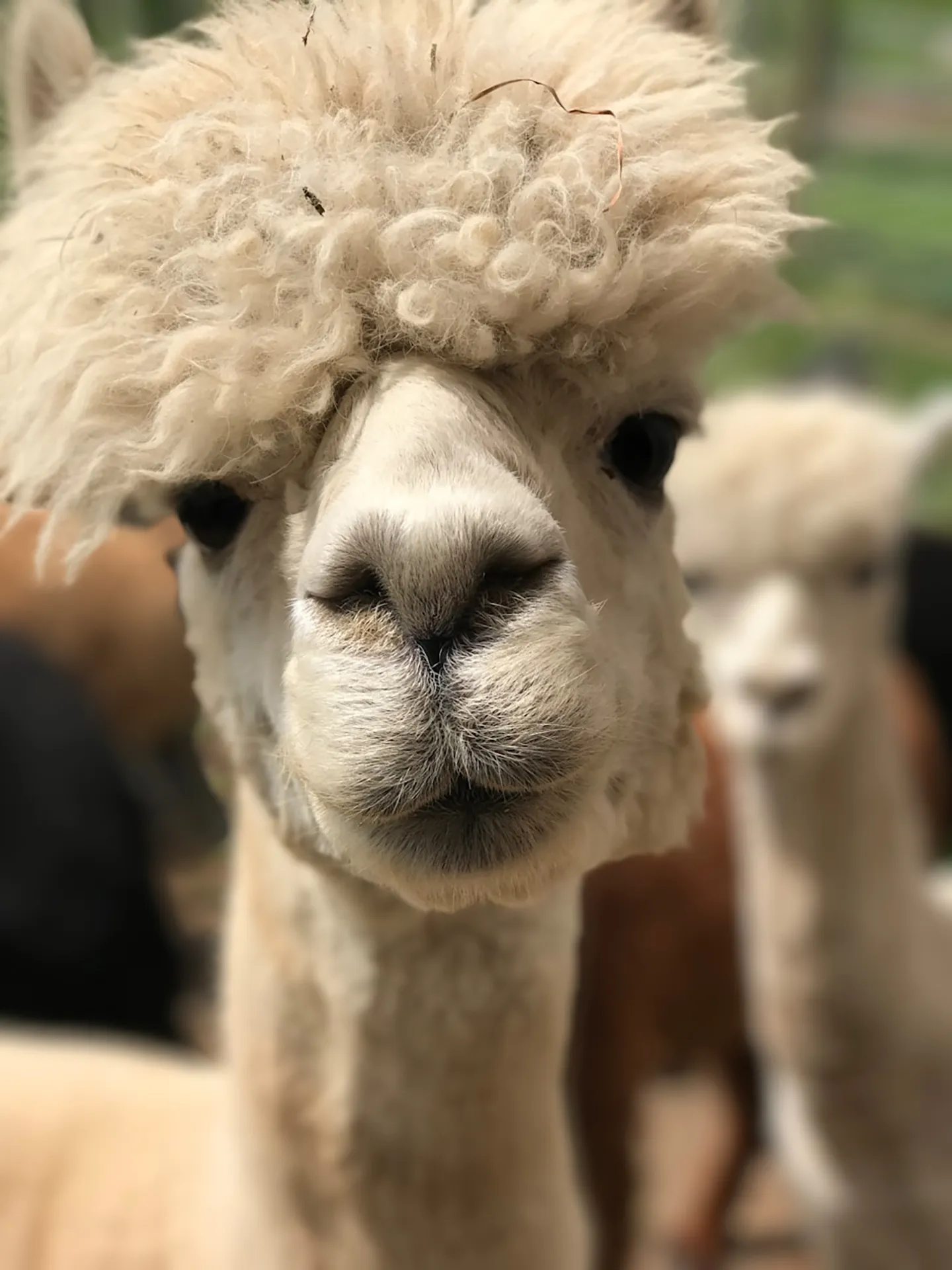 La Quercia E Il Frassino Trekking Con I Lama