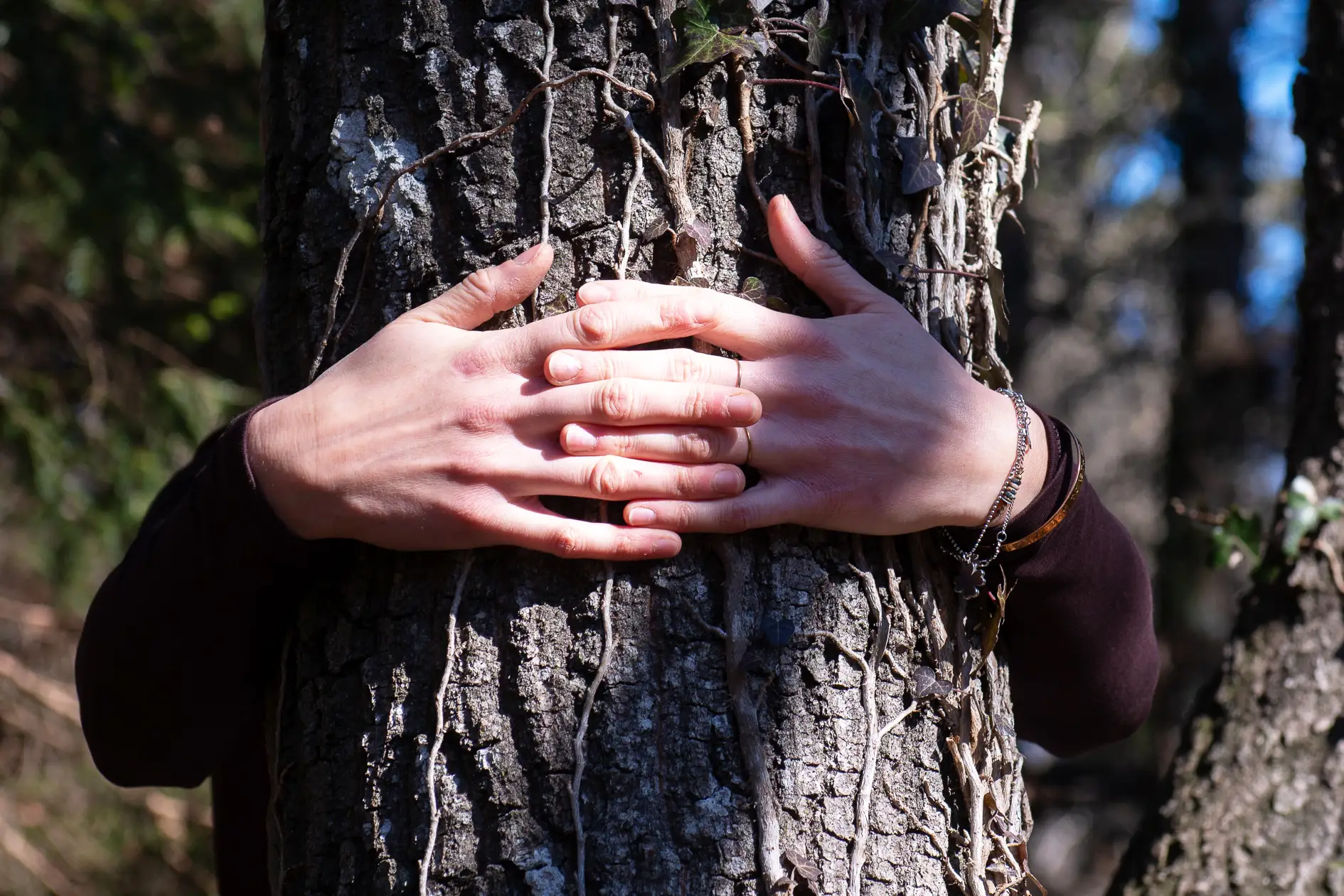 Abbraccio La Quercia E Il Frassino