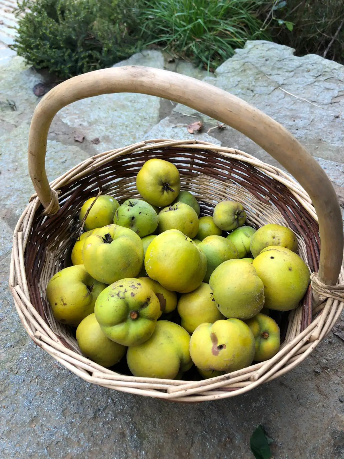 Mele La Quercia E Il Frassino