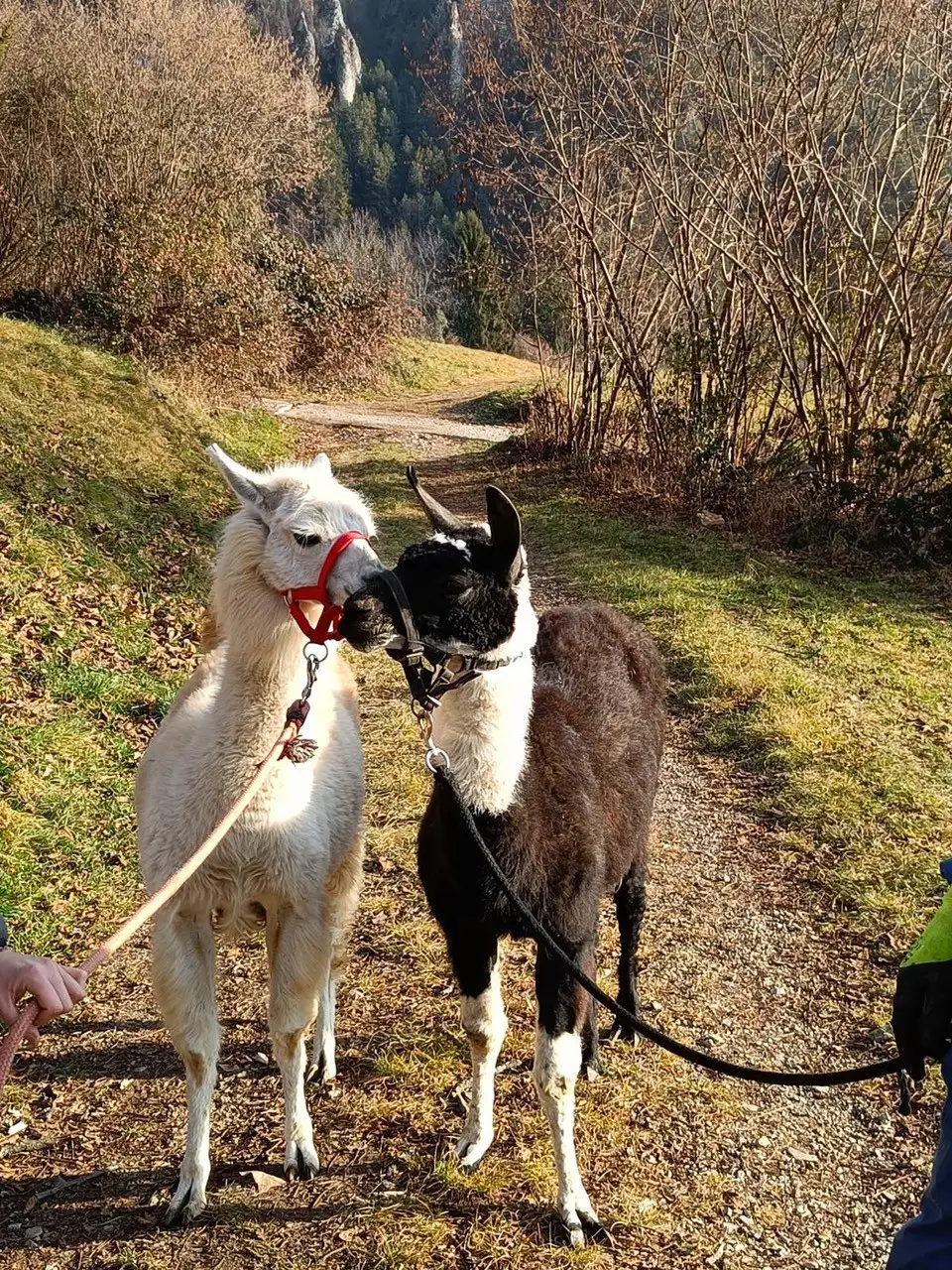 Trekking Con I Lama La Quercia E Il Frassino