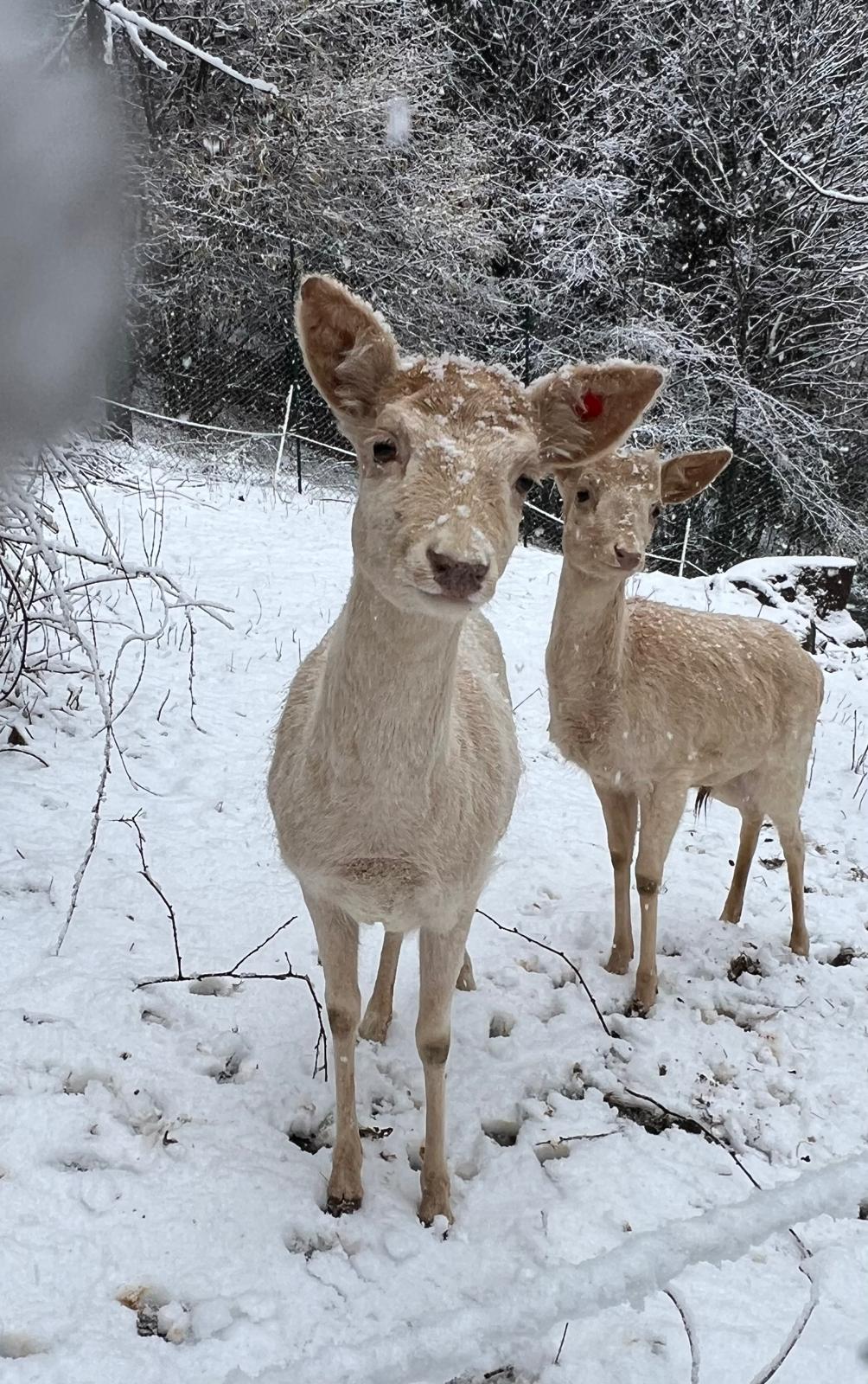 DAINI NELLA NEVE