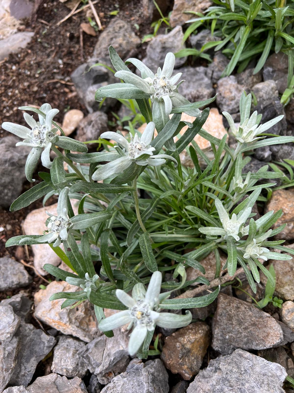 STELLA ALPINA