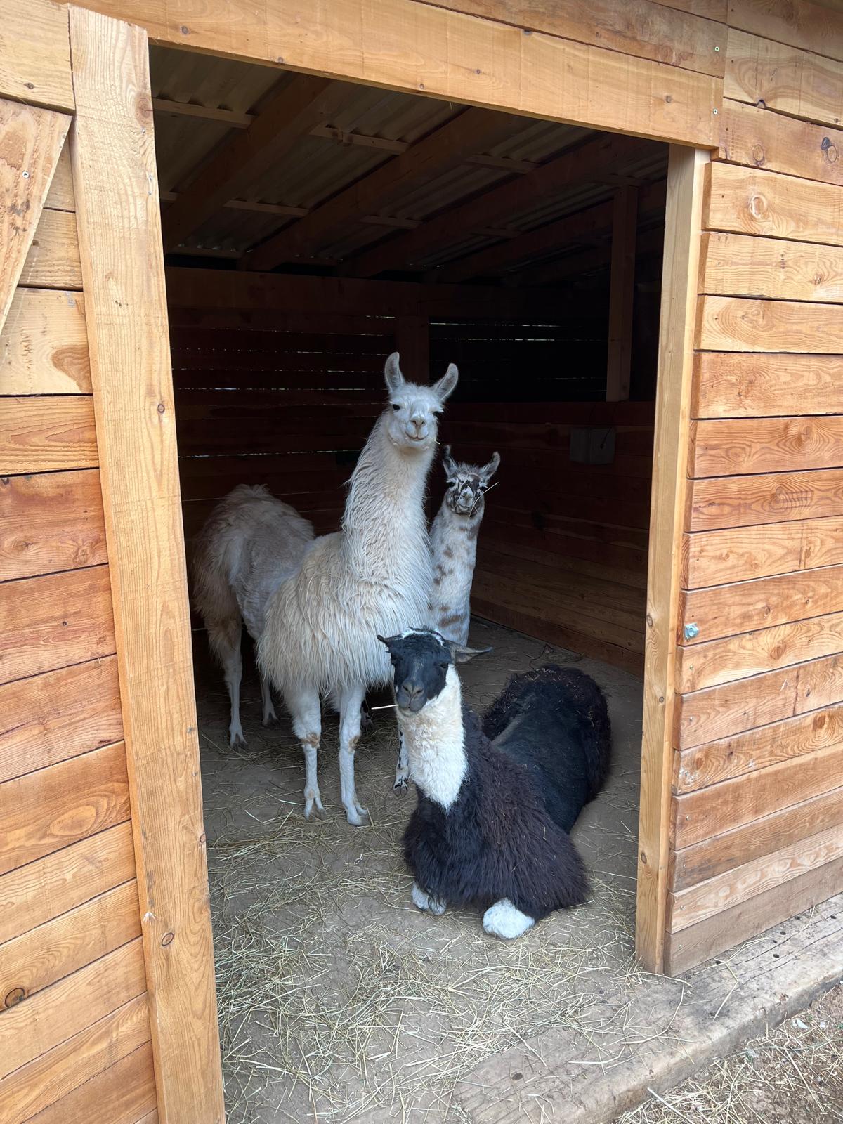TRIO LAMA