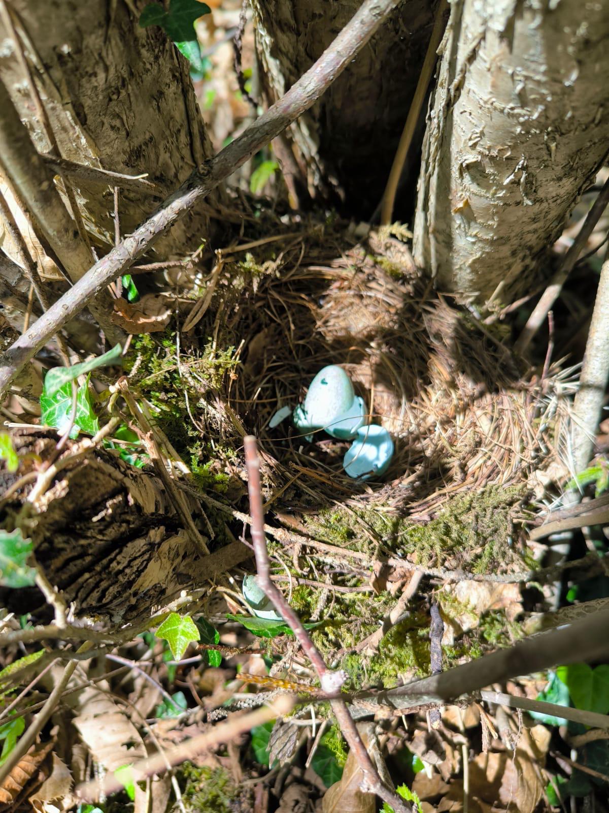 UOVA NEL BOSCO